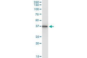 Immunoprecipitation of SUGT1 transfected lysate using anti-SUGT1 monoclonal antibody and Protein A Magnetic Bead , and immunoblotted with SUGT1 monoclonal antibody.