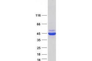 Validation with Western Blot