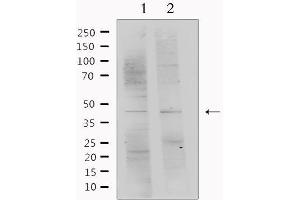 Western blot analysis of extracts from various samples, using SERPINF1 Antibody. (PEDF anticorps  (C-Term))