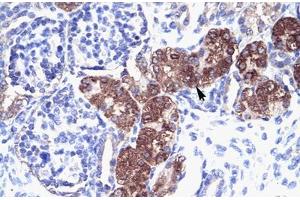 Immunohistochemical staining (Formalin-fixed paraffin-embedded sections) of human kidney with SOX18 polyclonal antibody . (SOX18 anticorps  (AA 271-320))