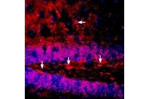 Expression of Na+/K+ ATPase α1 (ATP1A1) in mouse brain - Immunohistochemical staining of immersion-fixed, free floating mouse brain frozen sections using Anti-Alpha 1 Na+/K+ ATPase Antibody (ABIN7043659, ABIN7044637 and ABIN7044638), (1:400).