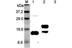 Western blot analysis using anti-GITRL (human), pAb  at 1:5'000 dilution. (TNFSF18 anticorps)