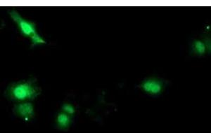 Anti-SOCS3 mouse monoclonal antibody (ABIN2454587) immunofluorescent staining of COS7 cells transiently transfected by pCMV6-ENTRY SOCS3 (RC209305). (SOCS3 anticorps)