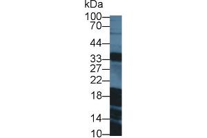 Western Blot; Sample: Porcine Pancreas lysate; Primary Ab: 3µg/ml Rabbit Anti-Human GAL Antibody Second Ab: 0.