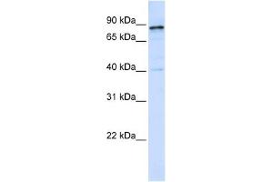Dynamin 1 antibody used at 1 ug/ml to detect target protein. (Dynamin 1 anticorps  (Middle Region))