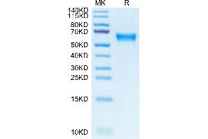 Biotinylated Human IL-3 R alpha on Tris-Bis PAGE under reduced condition.