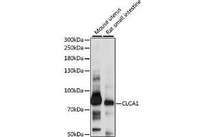 Western blot analysis of extracts of various cell lines, using CLCA1 antibody (ABIN6291657) at 1:1000 dilution. (CLCA1 anticorps)