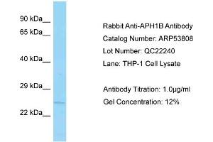 Western Blotting (WB) image for anti-Anterior Pharynx Defective 1 Homolog B (Aph1b) (C-Term) antibody (ABIN2774063) (APH1B anticorps  (C-Term))