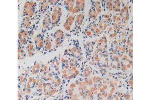 IHC-P analysis of stomach tissue, with DAB staining. (Peroxiredoxin 2 anticorps  (AA 6-164))
