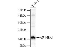 Western blot analysis of extracts of THP-1 cells, using /IB antibody (2391) at 1:1000 dilution. (Iba1 anticorps  (AA 1-147))