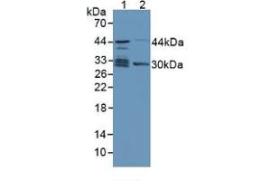 Western blot analysis of (1) Human Lung Tissue and (2) Mouse Kidney Tissue. (TPMT anticorps  (AA 26-227))