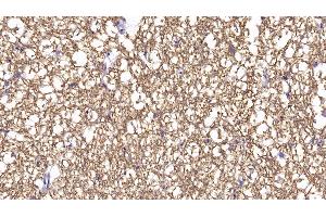 Detection of BDNF in Porcine Spinal cord Tissue using Monoclonal Antibody to Brain Derived Neurotrophic Factor (BDNF) (BDNF anticorps  (AA 20-252))