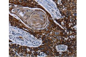Immunohistochemistry (IHC) image for anti-Carnitine Palmitoyltransferase 2 (CPT2) antibody (ABIN3023424) (CPT2 anticorps)