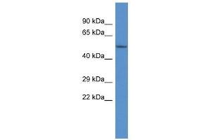 Western Blot showing Shpk antibody used at a concentration of 1.