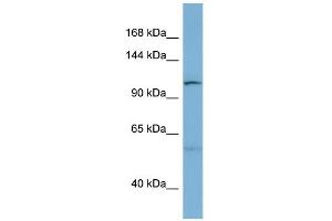 WB Suggested Anti-DNAJC10 Antibody Titration:  0. (DNAJC10 anticorps  (N-Term))