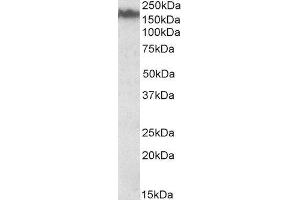 ABIN2564080 (0. (NEFM anticorps  (Internal Region))