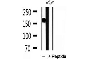 Western blot analysis of extracts of HeLa cells, using Liprin alpha 1 antibody. (PPFIA1 anticorps  (C-Term))