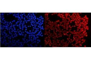 IF analysis of HMG4 using anti-HMG4 antibody (ABIN3042447). (HMGB3 anticorps  (N-Term))