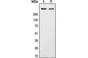 Western blot analysis of DNA-PKcs expression in HeLa (A), MCF7 (B) whole cell lysates.