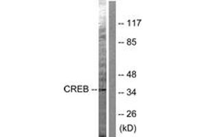 Western blot analysis of extracts from HeLa cells, treated with PMA 125ng/ml 30', using CREB (Ab-142) Antibody. (CREB1 anticorps  (AA 111-160))