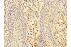 Immunohistochemistry of paraffin-embedded human tonsil tissue using ABIN7161343 at dilution of 1:100 (CHRNA1 anticorps  (AA 25-240))