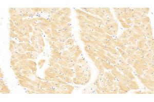 Detection of MHCE in Human Heart Tissue using Polyclonal Antibody to Major Histocompatibility Complex Class I E (MHCE) (HLA-E anticorps  (AA 22-358))
