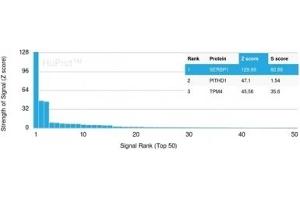 Western Blot Analysis of K562 and PC3 cell lysate using SERBP1 Mouse Monoclonal Antibody (SERBP1/3493).