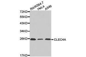 Western Blotting (WB) image for anti-C-Type Lectin Domain Family 4, Member A (CLEC4A) antibody (ABIN1871908) (CLEC4A anticorps)