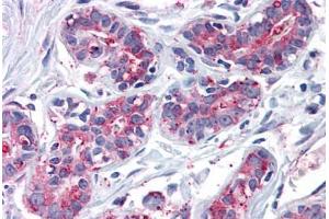 Anti-ENTPD2 antibody  ABIN960772 IHC staining of human breast. (ENTPD2 anticorps  (Internal Region))