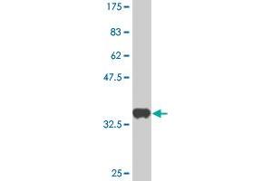 Western Blot detection against Immunogen (36.