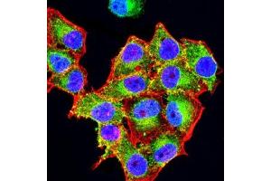 Immunofluorescence analysis of Hela cells using CD3D mouse mAb (green). (CD3D anticorps  (AA 127-171))
