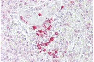 Anti-FRZB antibody IHC staining of human spleen. (FRZB anticorps  (AA 216-265))