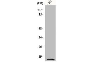 Western Blot analysis of 293 cells using MK Polyclonal Antibody (Midkine anticorps  (C-Term))