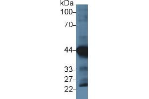 Detection of ACTC1 in Rat Heart lysate using Monoclonal Antibody to Actin Alpha 1, Cardiac Muscle (ACTC1)