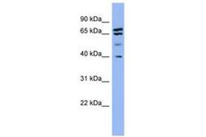 Image no. 1 for anti-Endophilin-A1 (SH3G2) (AA 251-300) antibody (ABIN6741703) (SH3G2 anticorps  (AA 251-300))