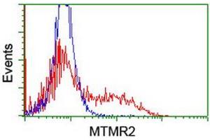 HEK293T cells transfected with either RC208703 overexpress plasmid (Red) or empty vector control plasmid (Blue) were immunostained by anti-MTMR2 antibody (ABIN2454066), and then analyzed by flow cytometry. (MTMR2 anticorps)