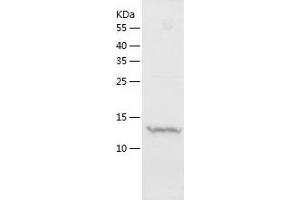 Western Blotting (WB) image for Histone H2A (AA 2-130) protein (His tag) (ABIN7123346) (Histone H2A Protein (AA 2-130) (His tag))