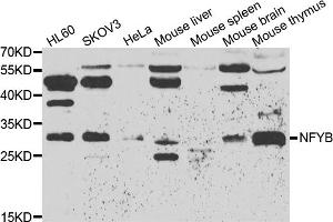 Western blot analysis of extracts of various cell lines, using NFYB antibody (ABIN5974397) at 1/500 dilution. (NFYB anticorps)