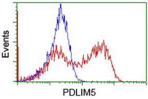 HEK293T cells transfected with either RC200592 overexpress plasmid (Red) or empty vector control plasmid (Blue) were immunostained by anti-PDLIM5 antibody (ABIN2455649), and then analyzed by flow cytometry. (PDLIM5 anticorps)
