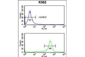 Flow cytometry analysis of K562 cells (bottom histogram) compared to a negative control cell (top histogram). (RPS6KB2 anticorps)