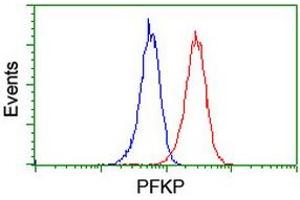 Image no. 14 for anti-phosphofructokinase, Platelet (PFKP) antibody (ABIN1500164)