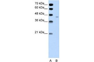 WB Suggested Anti-PANX1 Antibody Titration:  0.