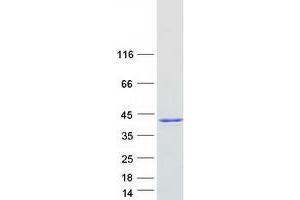 Validation with Western Blot