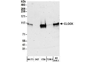 Western Blotting (WB) image for anti-Clock Homolog (Mouse) (CLOCK) (AA 796-846) antibody (ABIN7450129) (CLOCK anticorps  (AA 796-846))