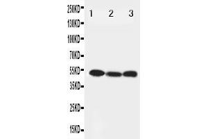 Anti-Beclin 1 antibody, Western blotting Lane 1: HELA Cell Lysate Lane 2: SW620 Cell Lysate Lane 3: PANC Cell Lysate (Beclin 1 anticorps  (Middle Region))