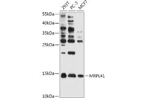 Western blot analysis of extracts of various cell lines, using MRPL41 antibody (ABIN7268572) at 1:1000 dilution. (MRPL41 anticorps  (AA 1-137))