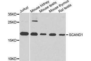 Western blot analysis of extracts of various cell lines, using SCAND1 antibody. (SCAND1 anticorps  (AA 1-179))