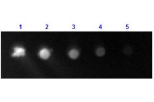 Dot Blot results of Rabbit Anti-Human IgG F(c) Antibody Fluorescein Conjugate. (Lapin anti-Humain IgG (Fc Region) Anticorps (FITC) - Preadsorbed)
