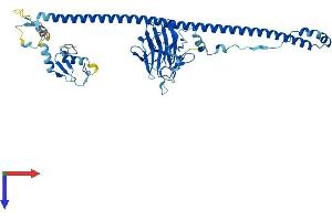 AlphaFold protein structure predicition of Mouse Recombinant Trim62 Protein, UniprotID Q80V85