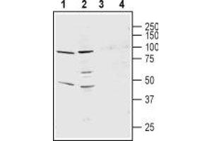 Western blot analysis of rat lung membranes (lanes 1 and 3) and mouse heart membranes (lanes 2 and 4): - 1,2.